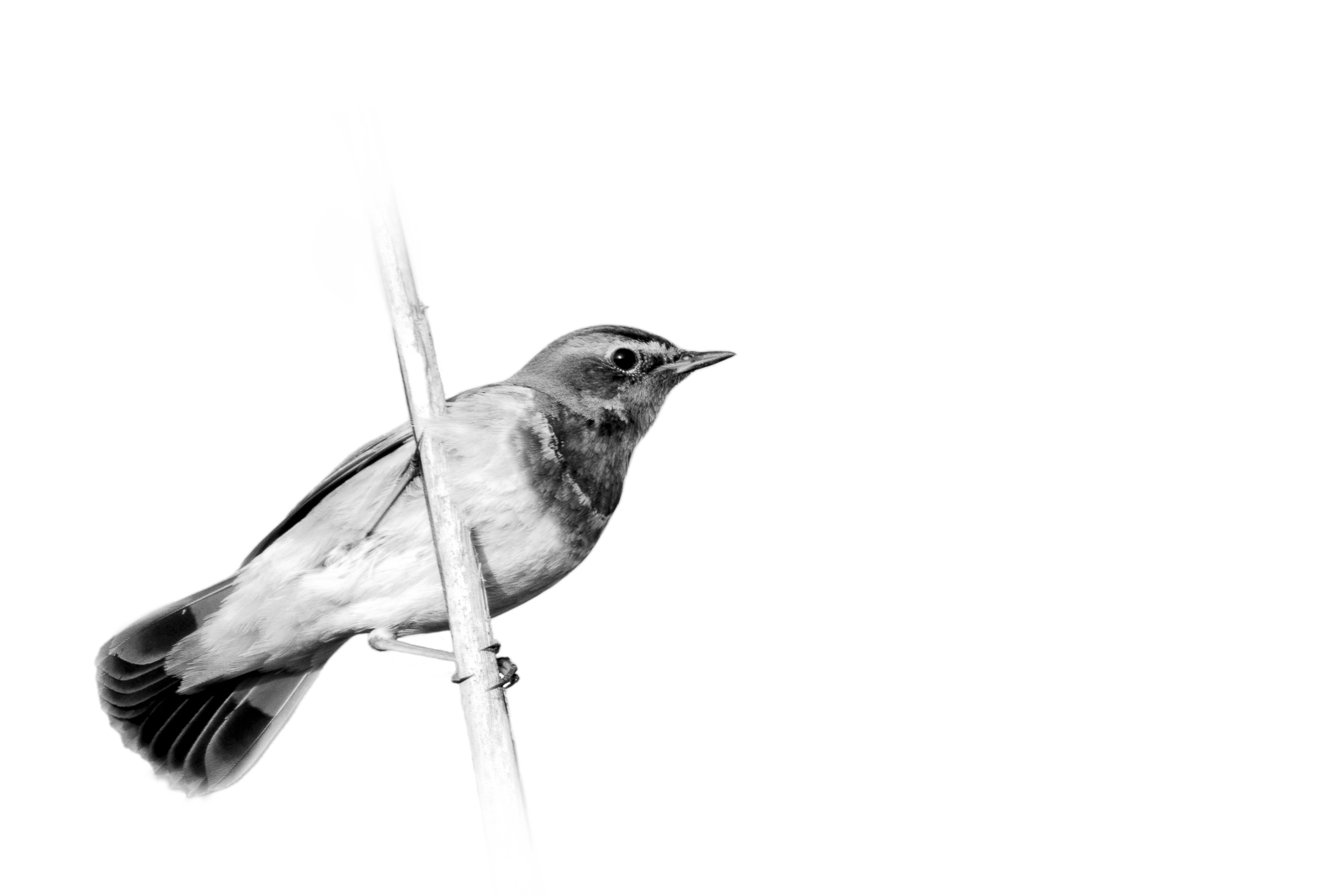 Gorgebleue à miroir